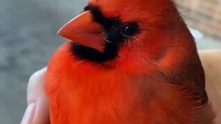 Angry Birds เวอร์ชั่นจริง (Red Crested Bird) สวยงามมาก!