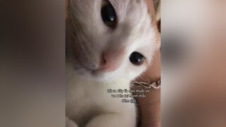 bán m mua kem trị quầng thâm bây giờ cat máysấy-chan mèo mèosimmy