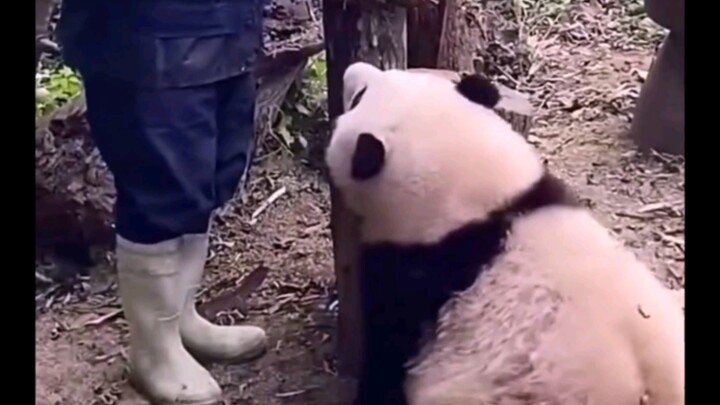 Only Grandpa Tan is allowed in Hua Hua’s territory. After hesitating for a long time between Guoguo 