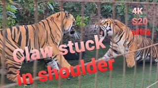 Tigers got out of hand there !