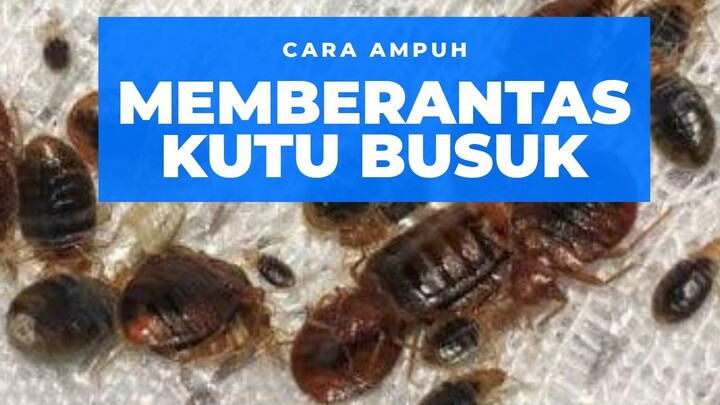 CARA AMPUH DAN TERAKHIR MEMBERANTAS DAN MEMBASMI KUTU BUSUK / TUNGAU / TUMBILA / KEPINDING DI KASUR