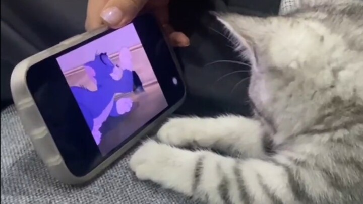 小猫给自己找到了长期饭票！