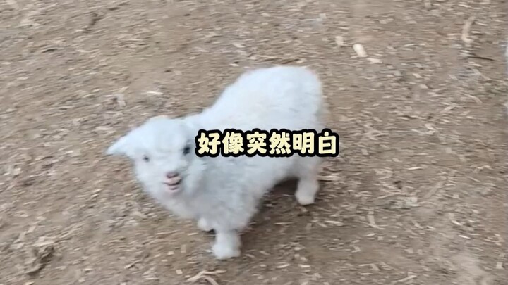No wonder many demon figures are sheep!
