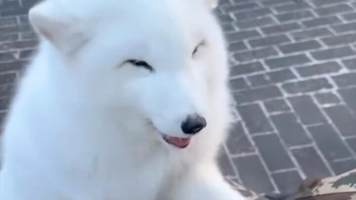 ซามอย: น่ารักจัง~ จิ้งจอกตัวน้อยตัวนี้น่าเอ็นดูจริงๆ ฉันแทบจะอยากหยิกมันเลย!