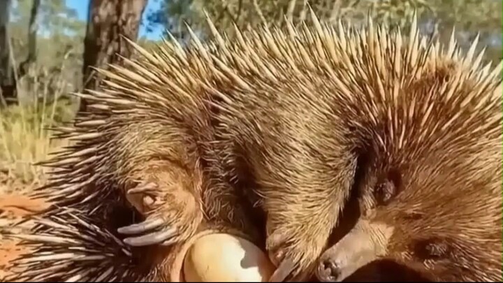 ¿Alguna vez has visto un animal así  🦔
