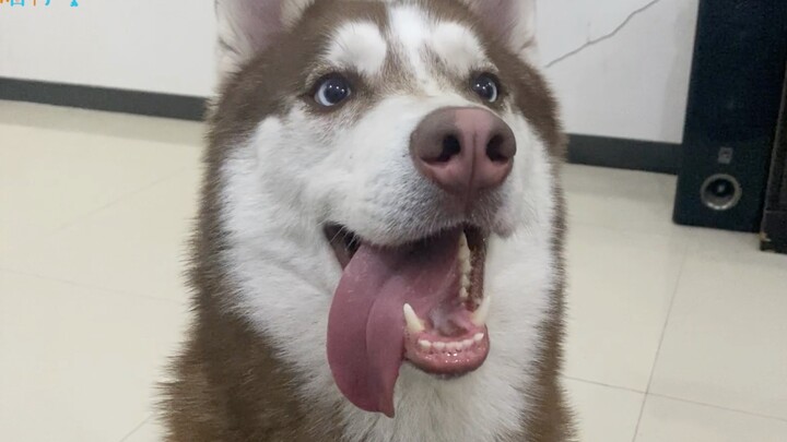 Apa yang akan dilakukan anjing Husky saat melihat tuannya makan sendirian?