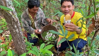 หมู่ใหญ่คัก!!! เห็ดระโงกขาว เก็บกับพ่อ ป่าเดียวพอเลยดอกใหญ่ๆ