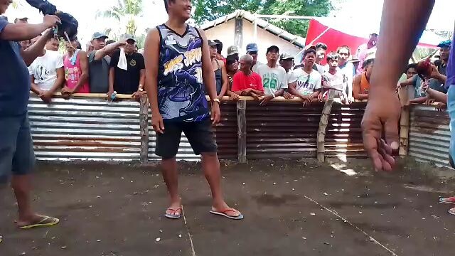 9mos old kelso vs cock. Ganda ng pointing