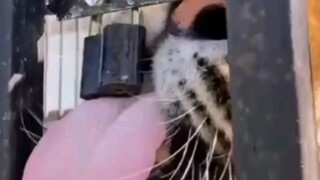 Harimau berhasil membuka kunci