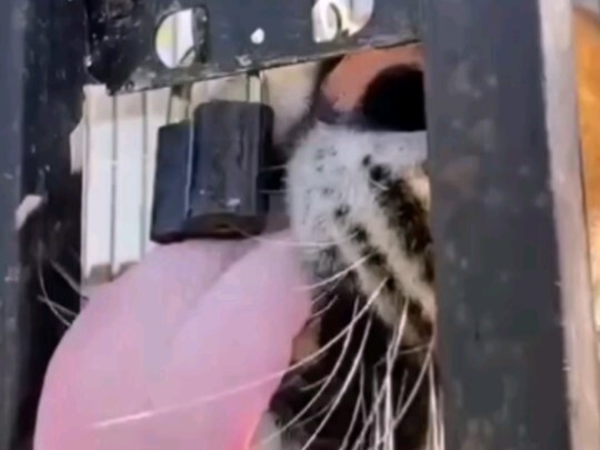 Hổ mở khóa thành công