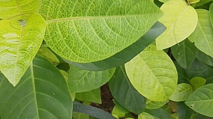 tanaman apakah ini, ada yang tau gak? #TrendingHunt #bestofbest