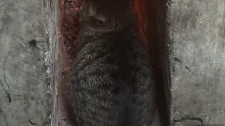 เจ้าจิ้งจอกตัวโตที่บ้านคุณตาคุณยาย