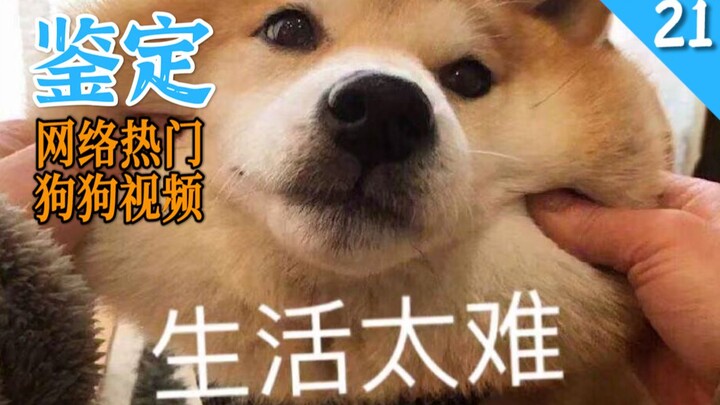 网络热门狗狗视频鉴定21