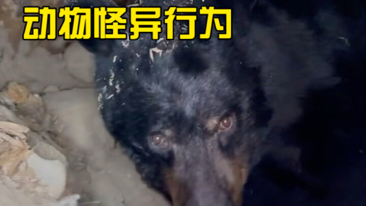 Chuyên mục thưởng thức những hành vi kỳ lạ của động vật