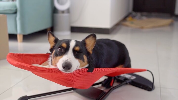 【วิดีโอชีวิตประจำวันเล็กๆ】หมาคอร์กี้นอนบนเก้าอี้ตัวเล็ก แถมยังโยกตัวเองได้ด้วย!