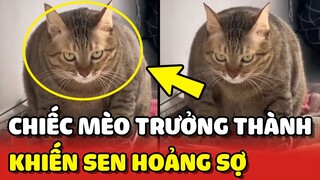 Chú mèo TRƯỞNG THÀNH thay đổi KÌ LẠ khiến Sen HOẢNG SỢ 😂 | Yêu Lu