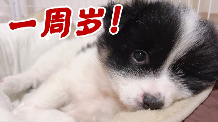 هل كبر الجرو المشرد الذي تبنيناه؟ جماله يُذهل العائلة بأكملها!