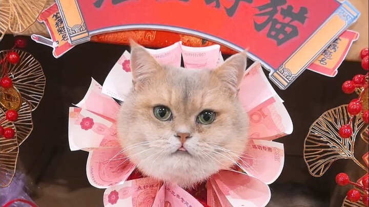 If the person’s not basic, then the cat they’re raising definitely isn’t either.