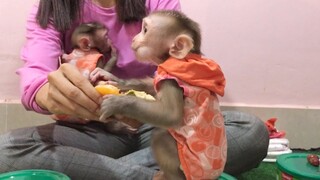 Mino monkey eat and play, Coconut eat and sleep