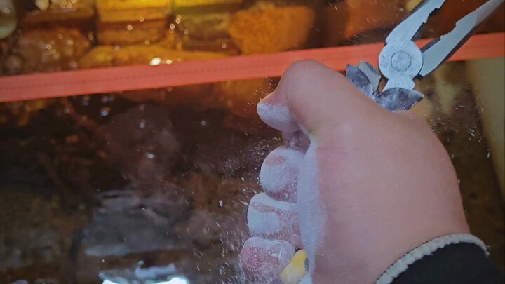 Southerners have never seen snow, so they can only watch the magnesium powder explode.