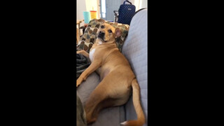 When the owner suddenly stops petting the dog...