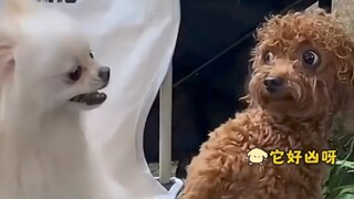 Those dogs whose jaws dropped were so funny~