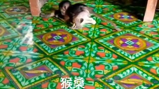 猫:今天的老鼠怎么味道不一样？？