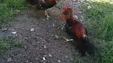 pure possum sweater vs.2x winner sweater gilmore