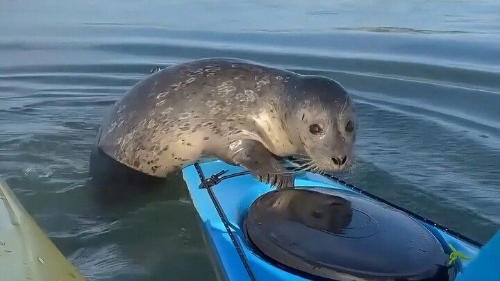 Why aren’t seals afraid of humans, and why do they love to cuddle?