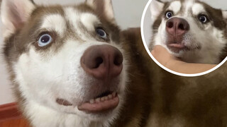 Mencabut bulu husky tanpa berhenti, apakah ia akan marah?