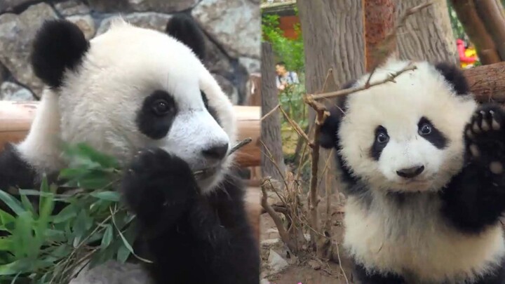 [Animals]The panda is playing on the grass
