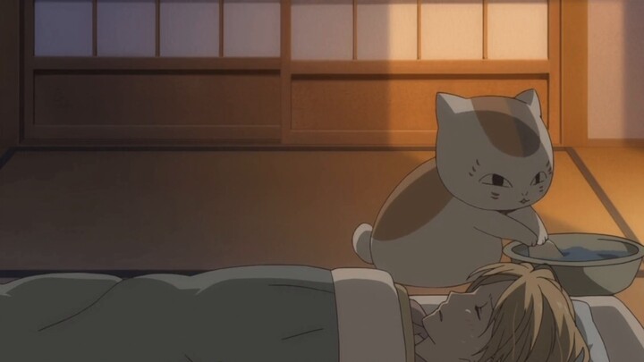ใครจะต้านทานเจ้าอ้วน แมวที่ทำตัวตระการตา น่ารัก และดูแลคนได้?