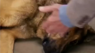 神犬阿道夫