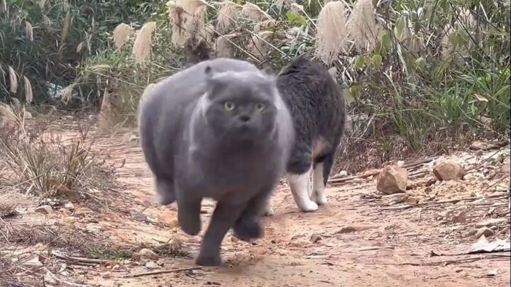 Big Piggy’s here—its weight doesn’t look like it could sprint that fast!
