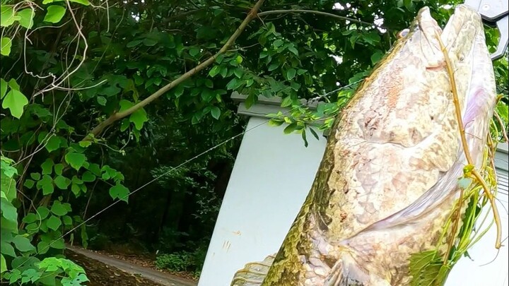 เจ้าเก๋าผิวดำทำลายสถิติ