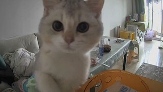 "Cat is sneaky! Cat's evil intentions are written all over his face"