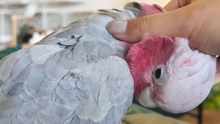 كافيه الطيور: الببغاء أصبح يحب الزبائن من كثرة اللمس!