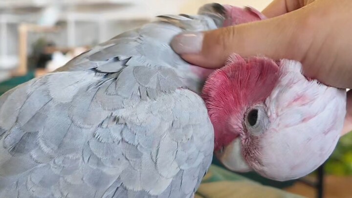 كافيه الطيور: الببغاء أصبح يحب الزبائن من كثرة اللمس!