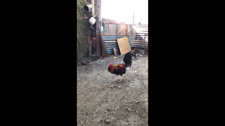 2x winner our 5k sweater sayang walang vid mga laban mo nok