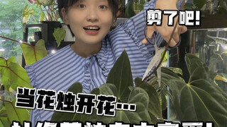 植物爱好者日常！杜绝花烛自由恋爱！