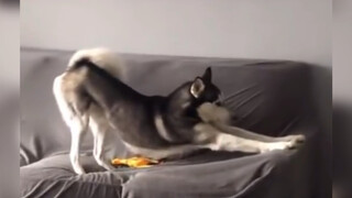 Dog:Am I beautiful?