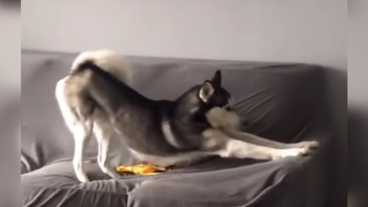 Dog:Am I beautiful?