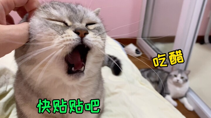 เห็นลูกชายทีไรก็ตบทุกที แต่พอเจอฉันกลับเอาใจใส่สารพัด! แมวแม่คงคิดว่าฉันเป็นลูกของเธอไปแล้วสิ?