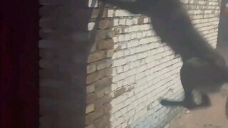 What on earth is the dog up to?