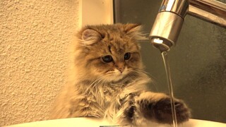 الهرة التي لا تجيد شرب الماء بشكل جيد