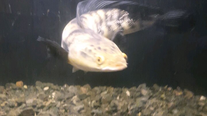 chana yellow sentarum galak