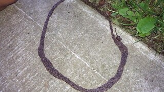 The "thousand-legged snake" in Shennongjia was discovered, "if separated it becomes an insect, but w