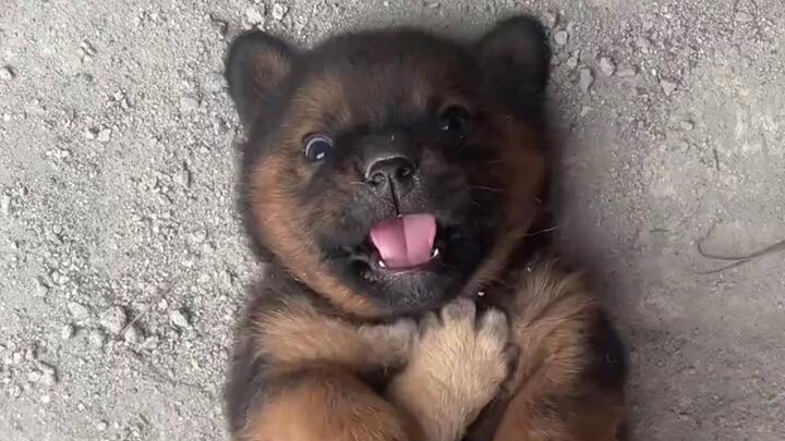 ลูกหมาน้อยบอกว่าเถียงไม่ชนะ พรุ่งนี้ค่อยนัดต่อสู้กันอีกที