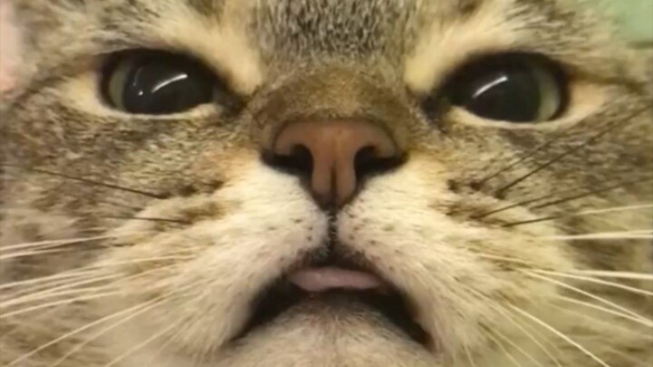 Kucing Lucu Mana Paramex #1
