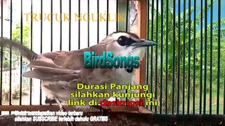 Pancingan Trucukan Pagi Siang Sore respon emosi